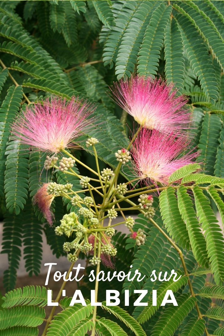 Albizia, Perzische slaapboom: kweekgids