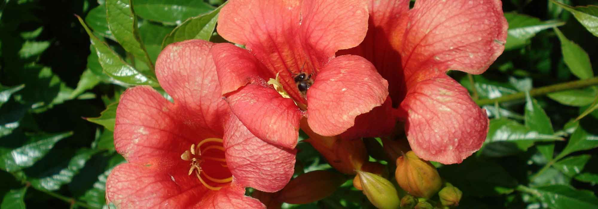 Trompetbloem planten, snoeien en stekken