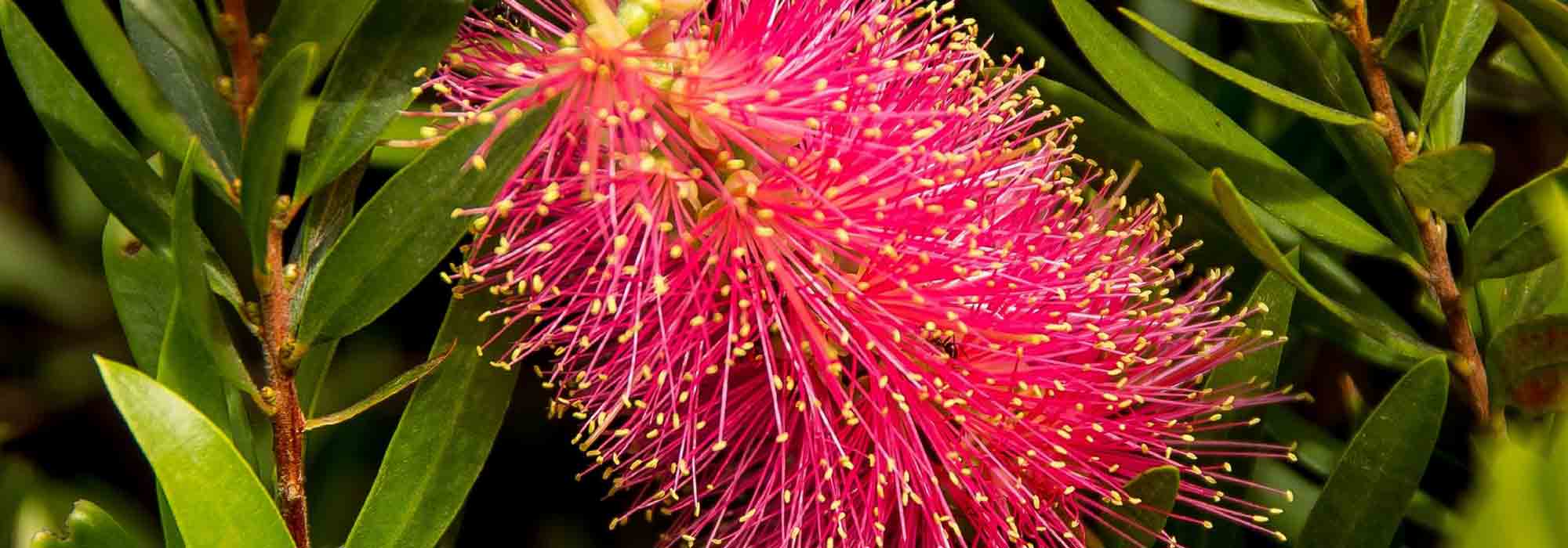Callistemon, lampenpoetser: planten, snoeien en onderhouden