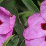 Cistus: planten, snoeien en onderhoud
