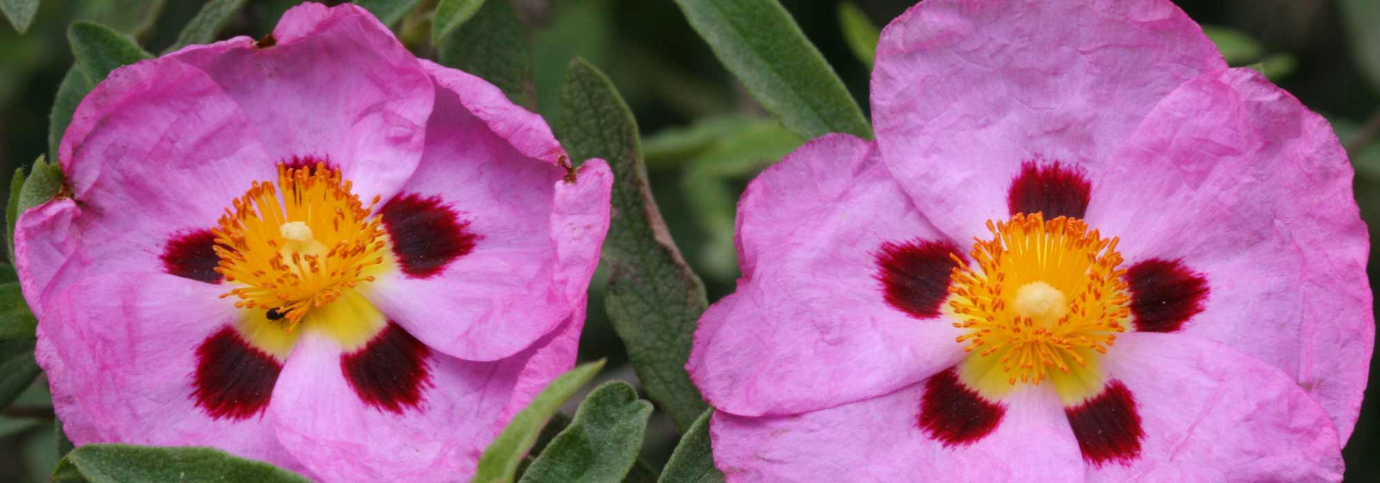 Cistus: planten, snoeien en onderhoud