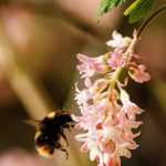 Rode ribes, Ribes: planten, snoeien en onderhoud