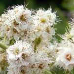 Spierstruik (spirea): planten, snoeien en onderhoud