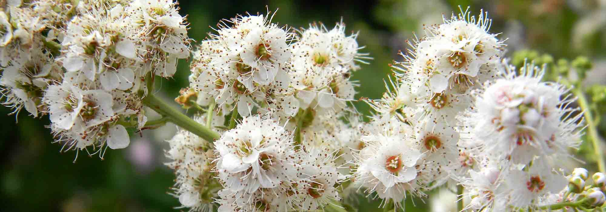Spierstruik (spirea): planten, snoeien en onderhoud