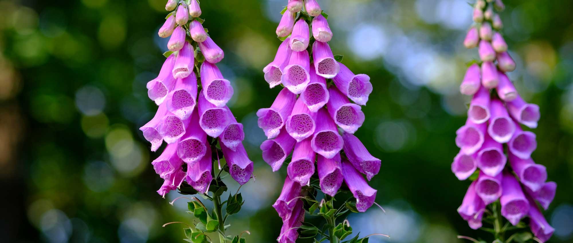 Vingerhoedskruid: zaaien, planten en verzorgen