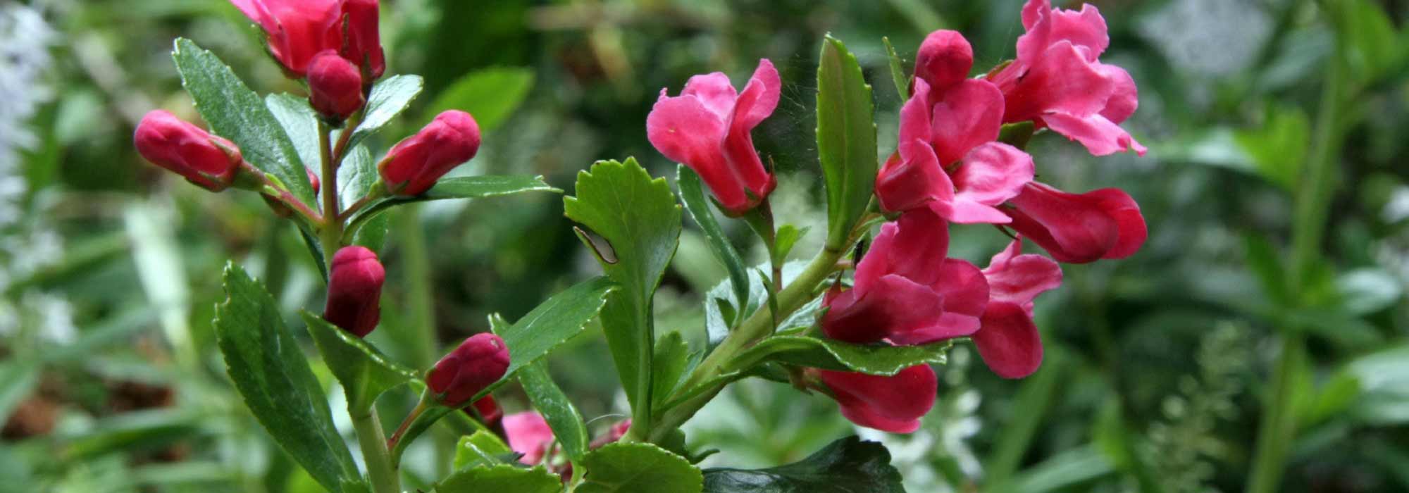 Escallonia: planten, snoeien en onderhoud
