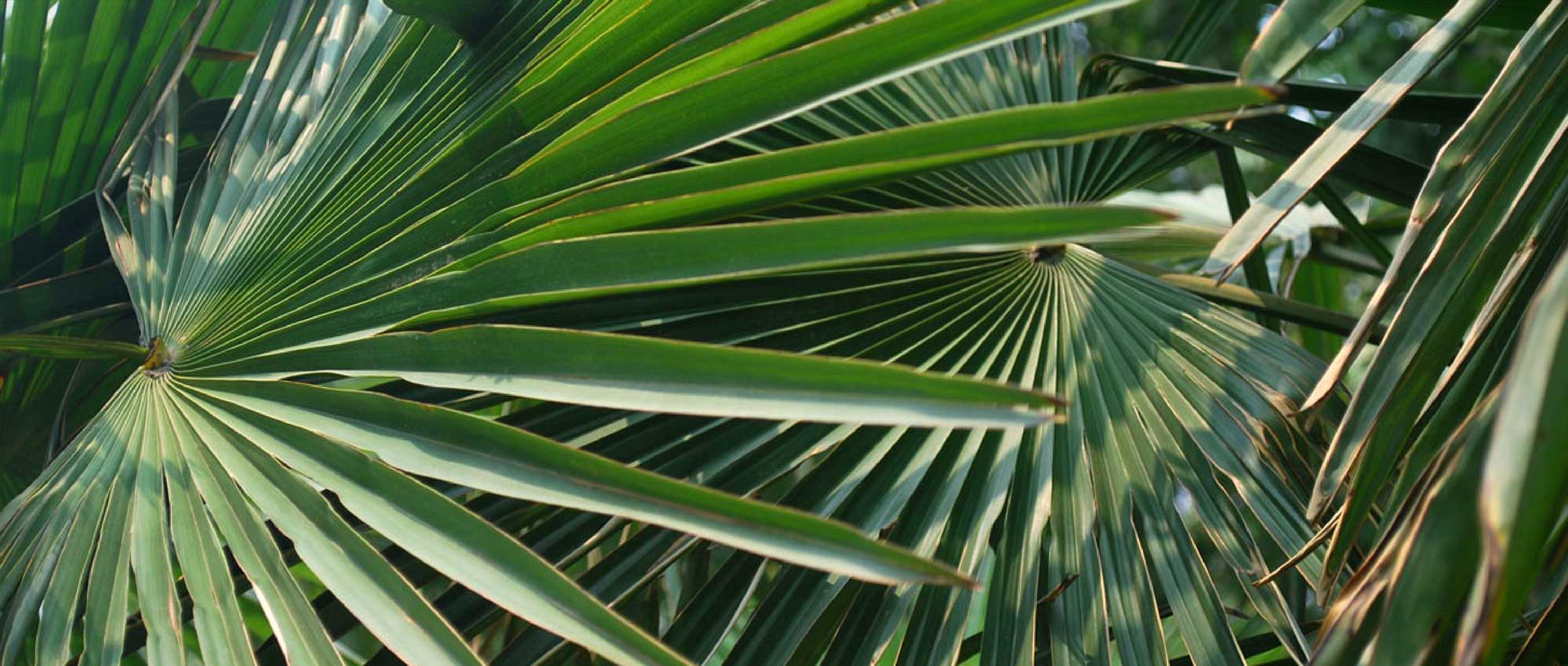 Palmen: planten, telen en onderhouden