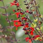 Salie en Salvia: planten, snoei en onderhoud