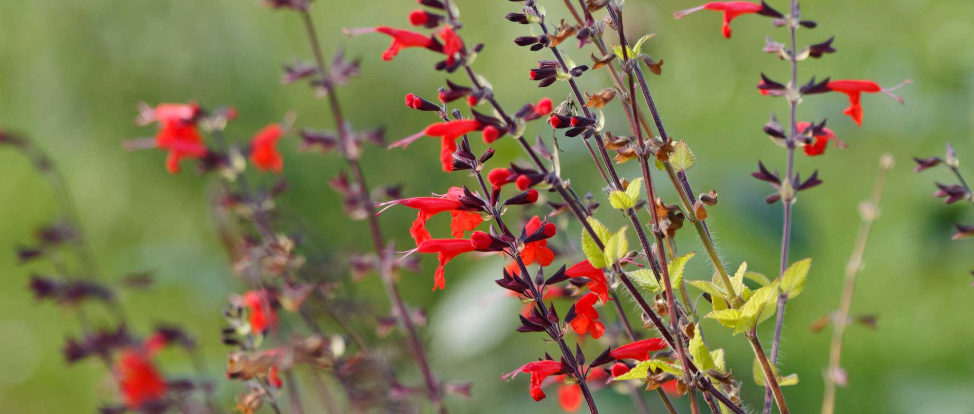 Salie en Salvia: planten, snoei en onderhoud