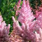 Astilbe: planten, kweken en onderhoud