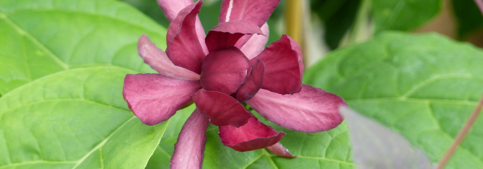 Calycanthus of specerijstruik: planten, snoeien en verzorgen