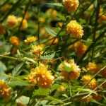 Ranonkelstruik, Kerria japonica: planten, snoeien en verzorgen