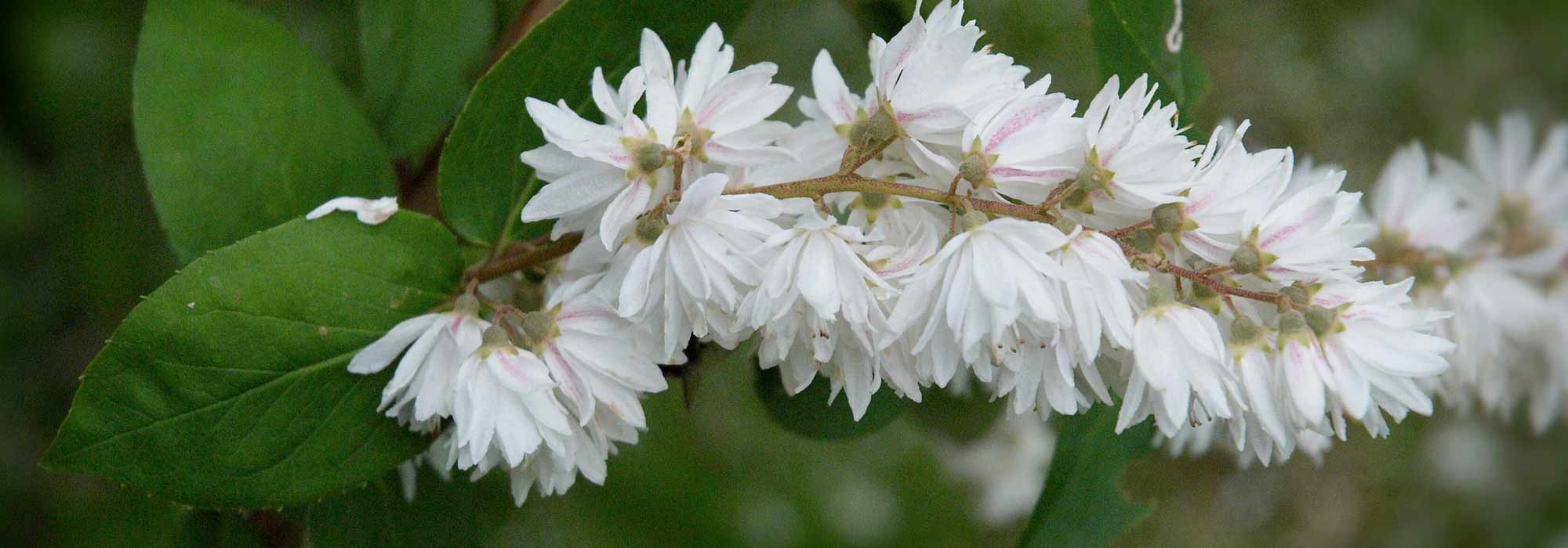 Bruidsbloem: planten, snoeien en onderhoud