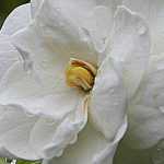 Gardeniaplant: planten, onderhoud, snoei, water geven