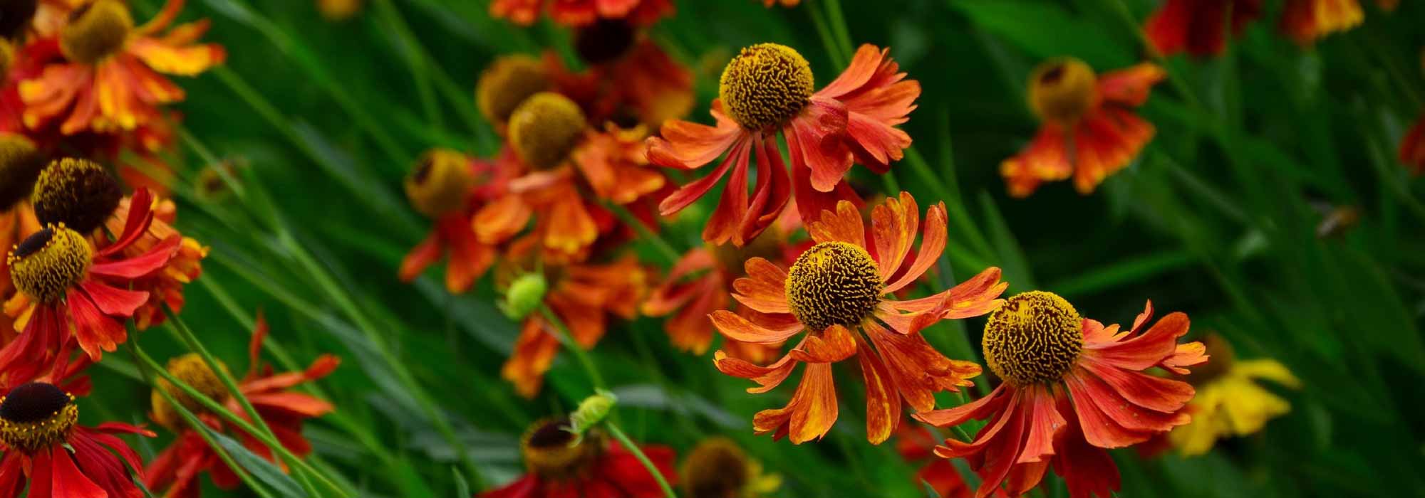 Helenium, zonnekruid: planten, kweken en onderhoud