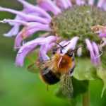 Bergamotplant: planten, telen en verzorgen