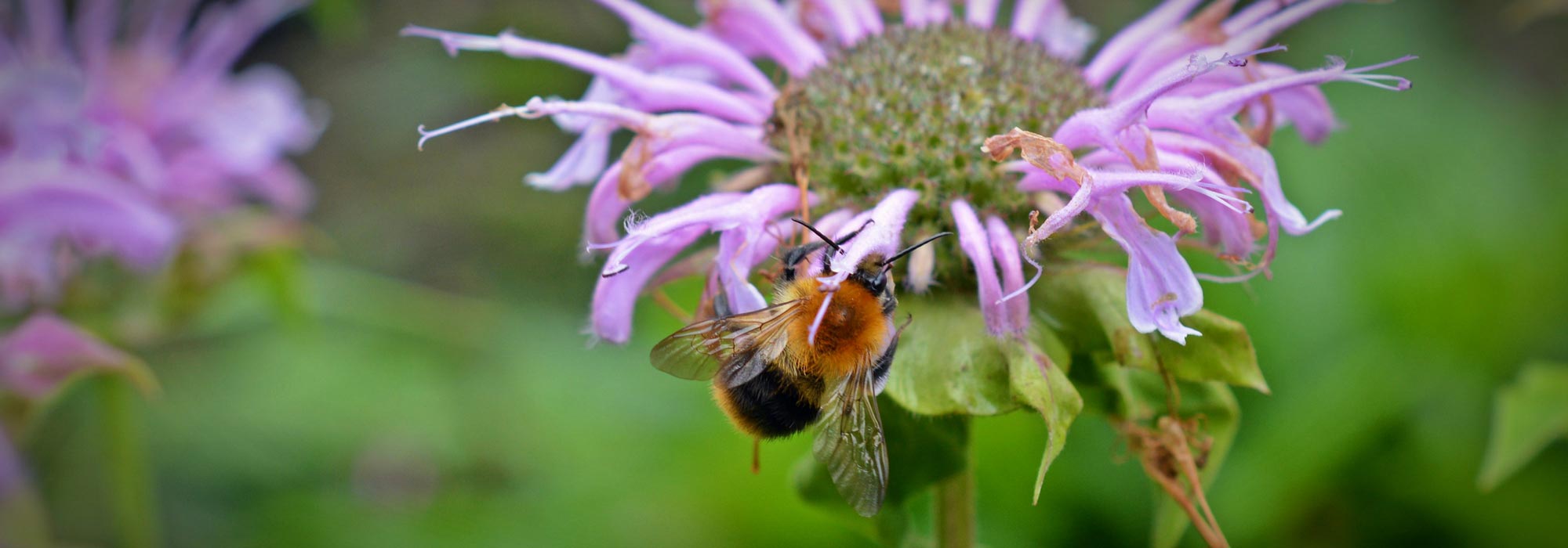 Bergamotplant: planten, telen en verzorgen