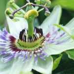 Passiebloem: planten, telen en snoeien