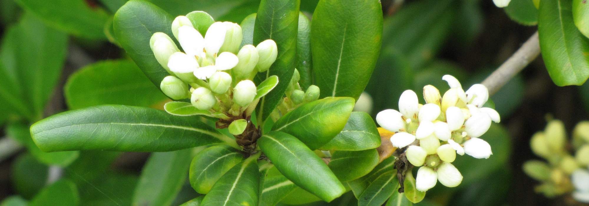 Pittosporum: planten, telen en snoeien