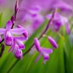 Bletilla, Japanse orchidee: planten, telen en onderhouden