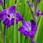 Gladiolen: planten, telen en onderhouden