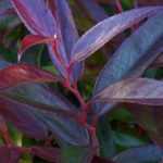 Leucothoe: planten, snoei en onderhoud