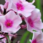Phlox: planten, kweken en onderhoud