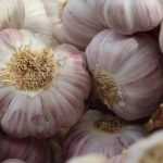 Knoflook planten, telen en oogsten in de moestuin