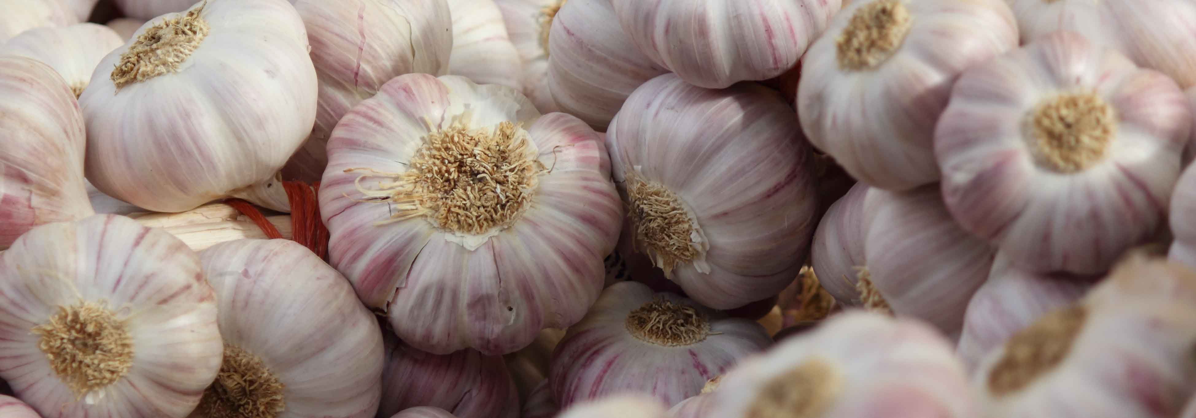 Knoflook planten, telen en oogsten in de moestuin