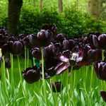 20 natuurlijke zwarte bloemen voor je tuin