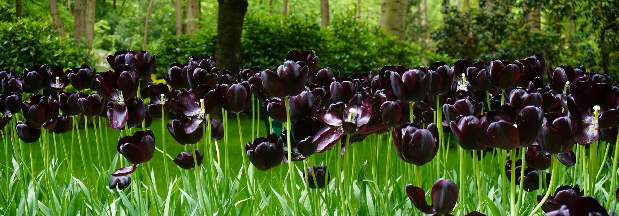 20 natuurlijke zwarte bloemen voor je tuin