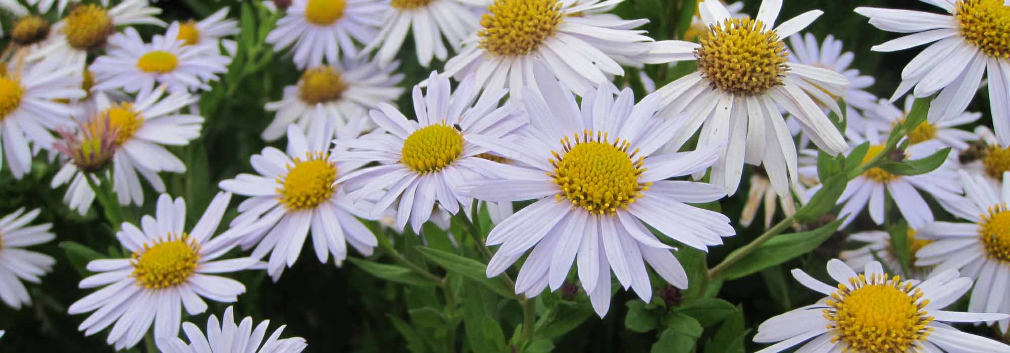 Kalimeris: planten, telen en onderhouden