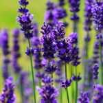 Lavendel: planten, telen, snoeien