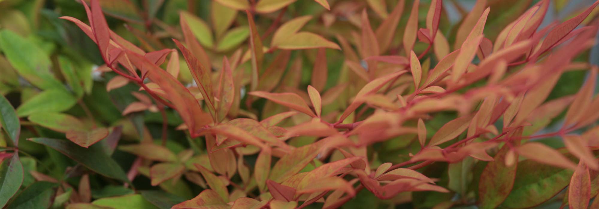 Hemelse bamboe, Nandina domestica: planten, snoei, onderhoud