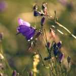 Klokjesbloemen: planten, kweken en onderhoud