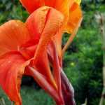Canna: planten, telen en onderhouden