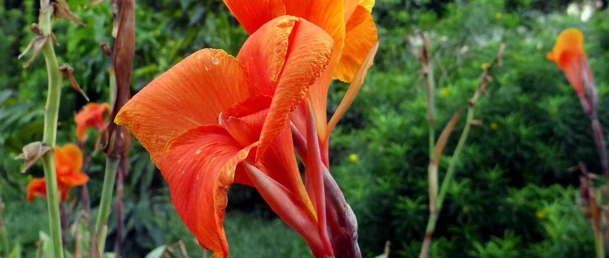 Canna: planten, telen en onderhouden