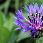 Korenbloem: zaaien, planten en onderhoud