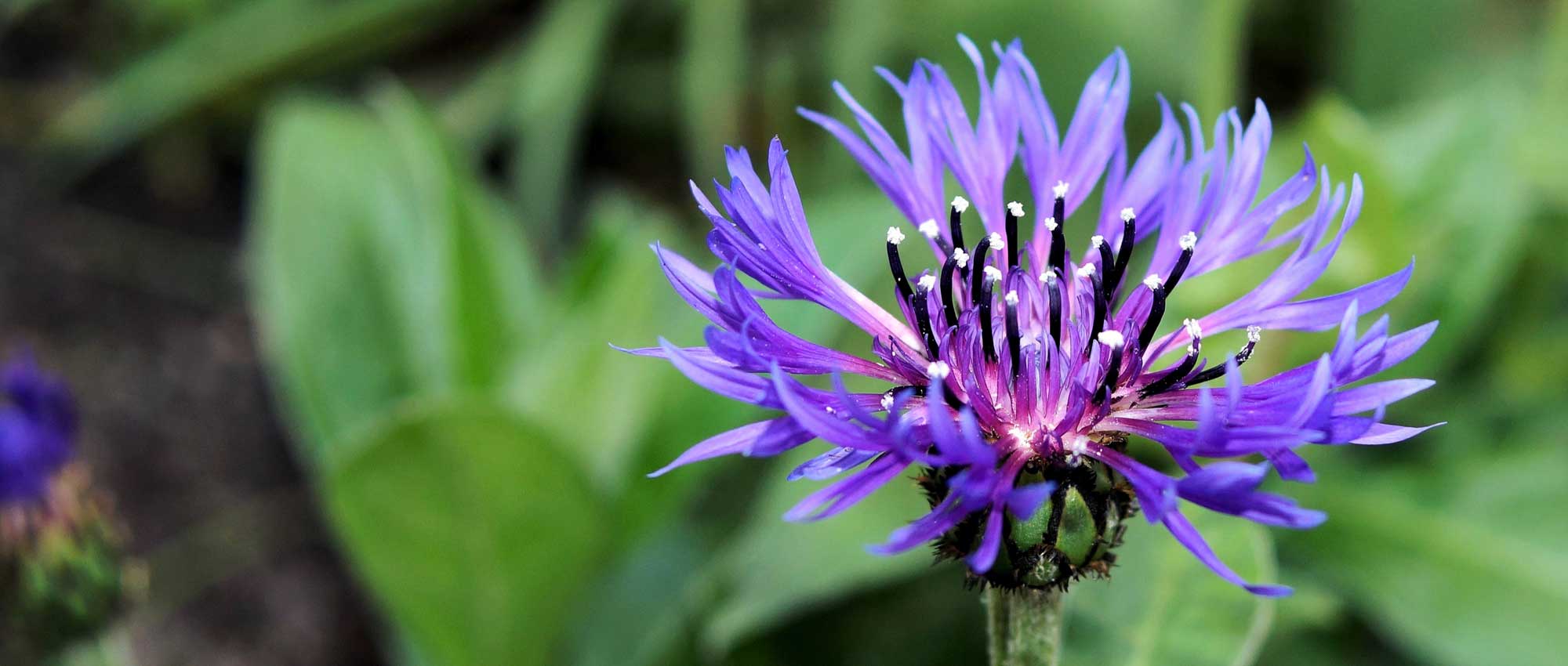 Korenbloem: zaaien, planten en onderhoud