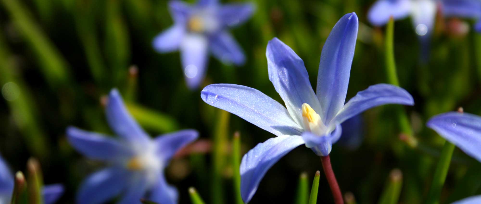 Chionodoxa's: planten, kweken en onderhoud