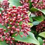 Skimmia planten, snoeien en onderhouden
