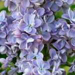 Seringen, Syringa: planten, snoeien en verzorgen