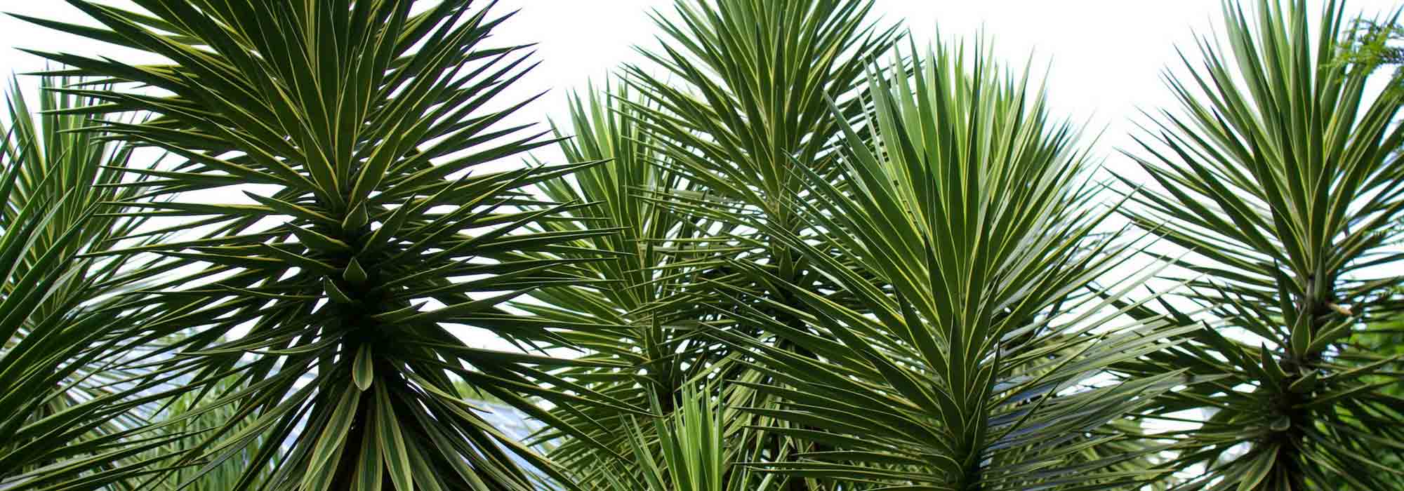 Yucca buiten: kiezen, planten, verzorgen in pot of tuin