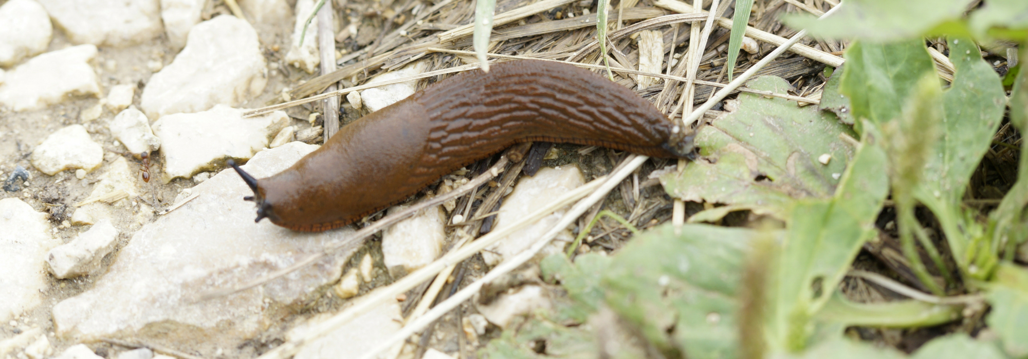 Naaktslakken: 7 effectieve en natuurlijke manieren om ze te bestrijden