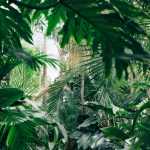 10 winterharde exotische planten voor een jungletuin