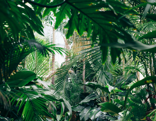10 winterharde exotische planten voor een jungletuin