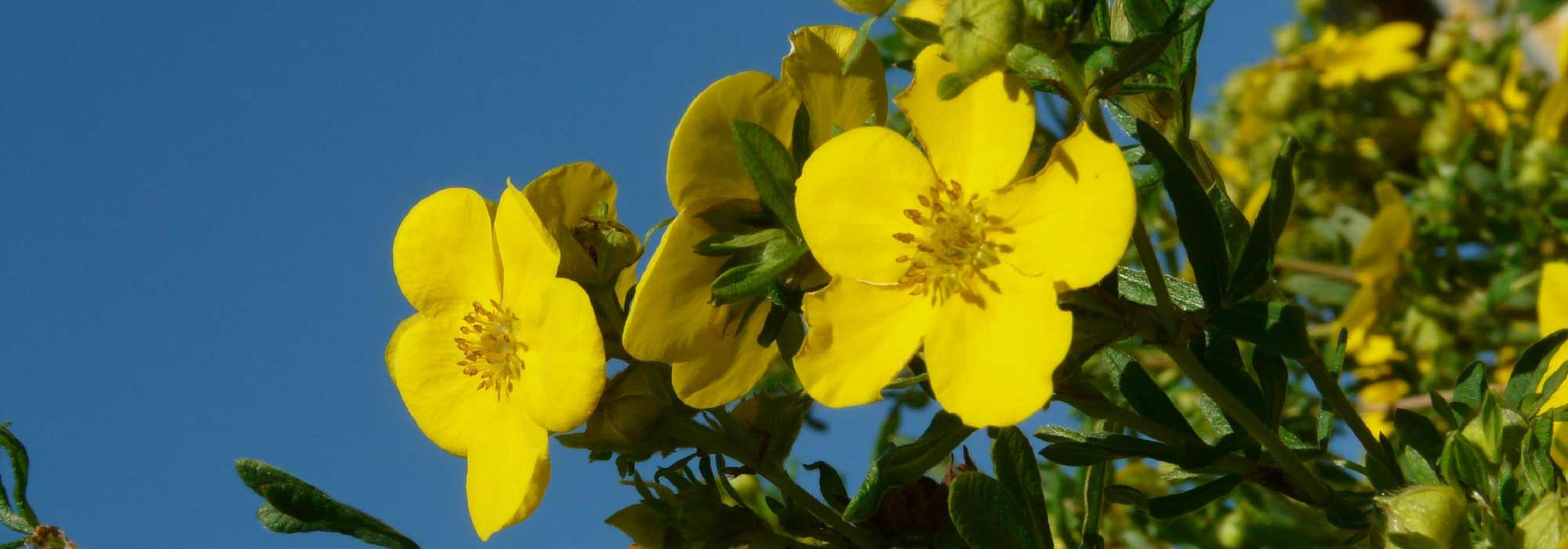 Potentilla planten, onderhouden en snoeien