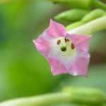 Siertabak, Nicotiana: zaaien, planten, kweken