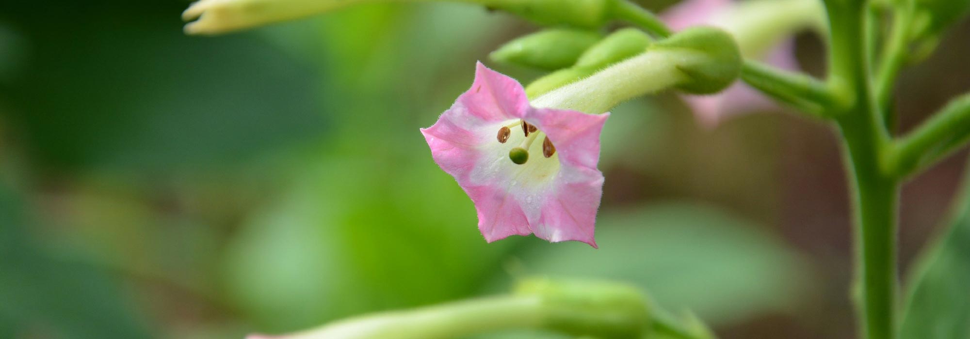 Siertabak, Nicotiana: zaaien, planten, kweken