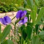 Baptisia of blauwe valse indigo: zaaien, planten en telen